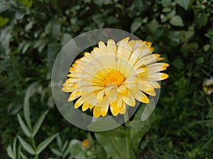 MarigoldPlants photo